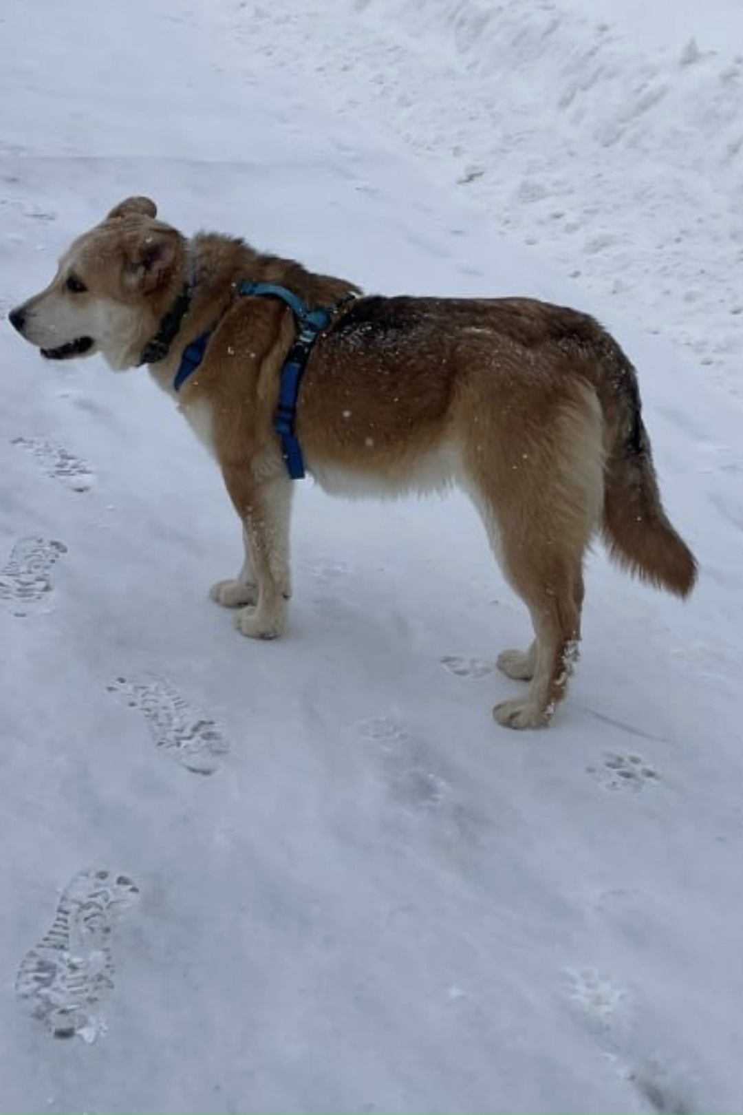 Найдена собака в Зеленограде — фото объявления