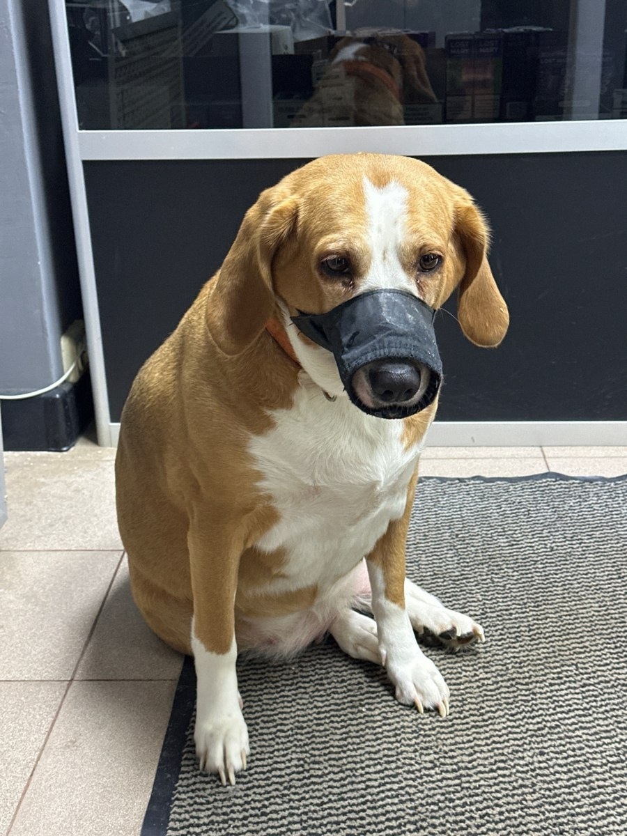 Найдена собака в Зеленограде — фото объявления