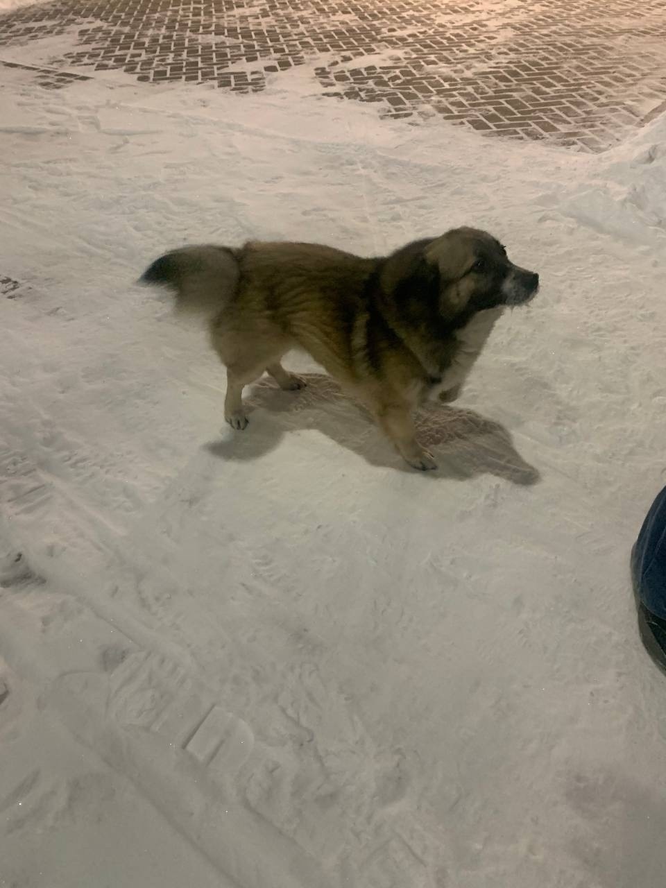 Пропала собака в Зеленограде — фото объявления