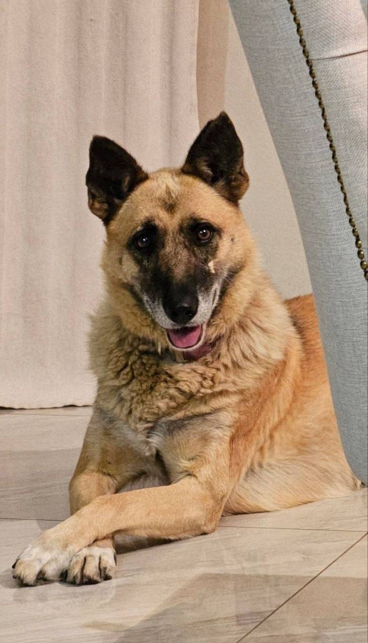 Пропала собака в Зеленограде — фото объявления