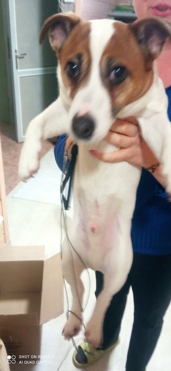 Найдена собака в Зеленограде — фото объявления