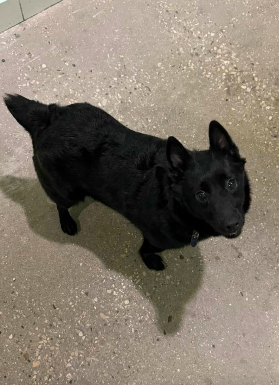 Пропала собака в Зеленограде — фото объявления