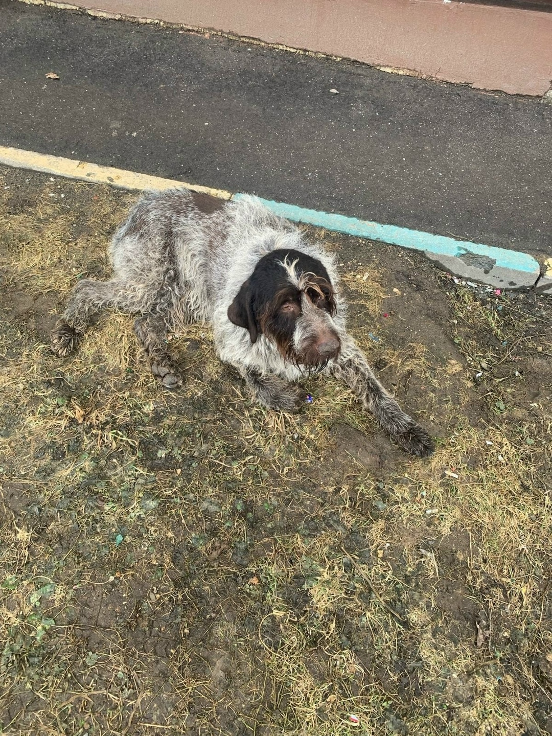 Пропала собака в Зеленограде — фото объявления