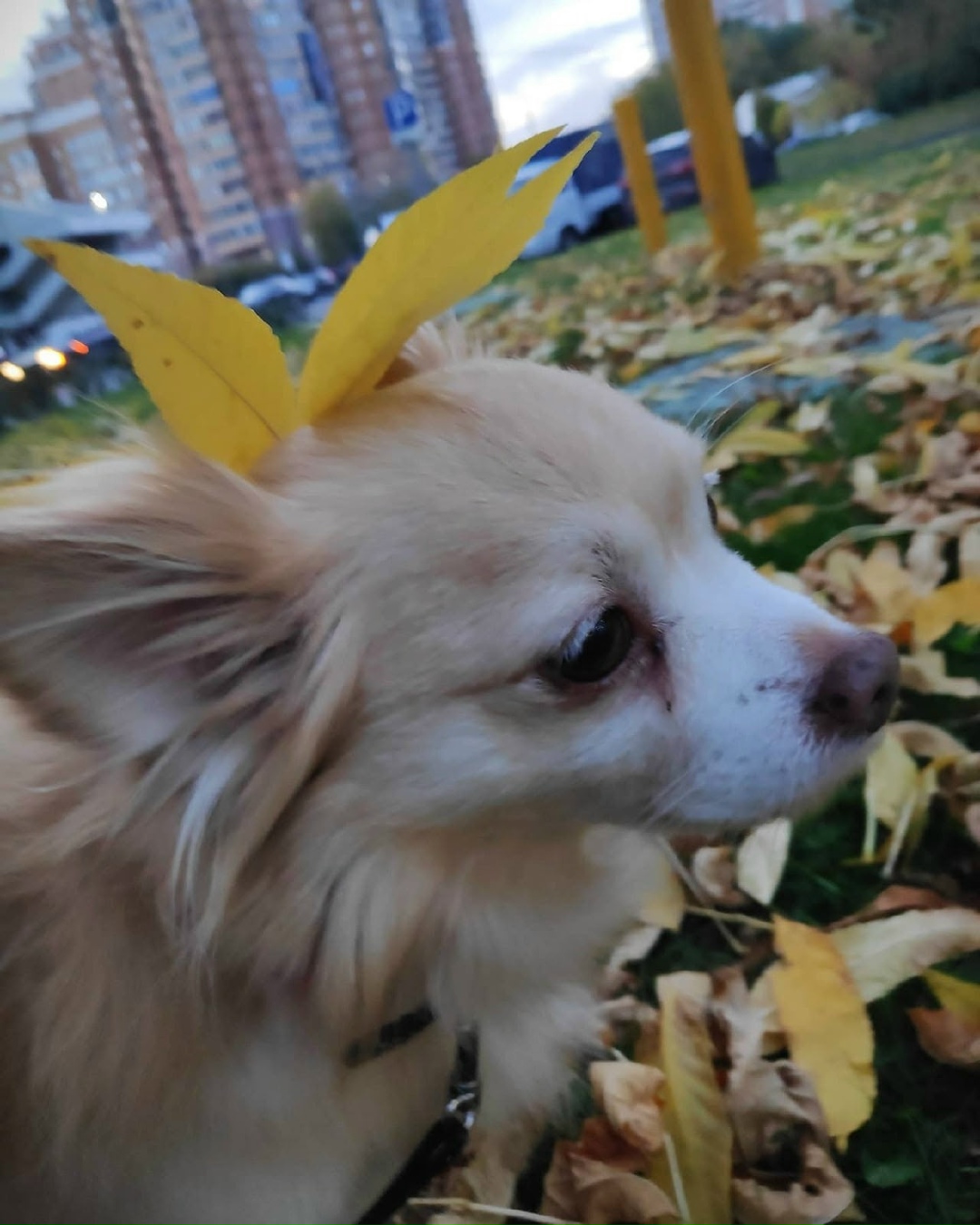 Пропала собака в Зеленограде — фото объявления