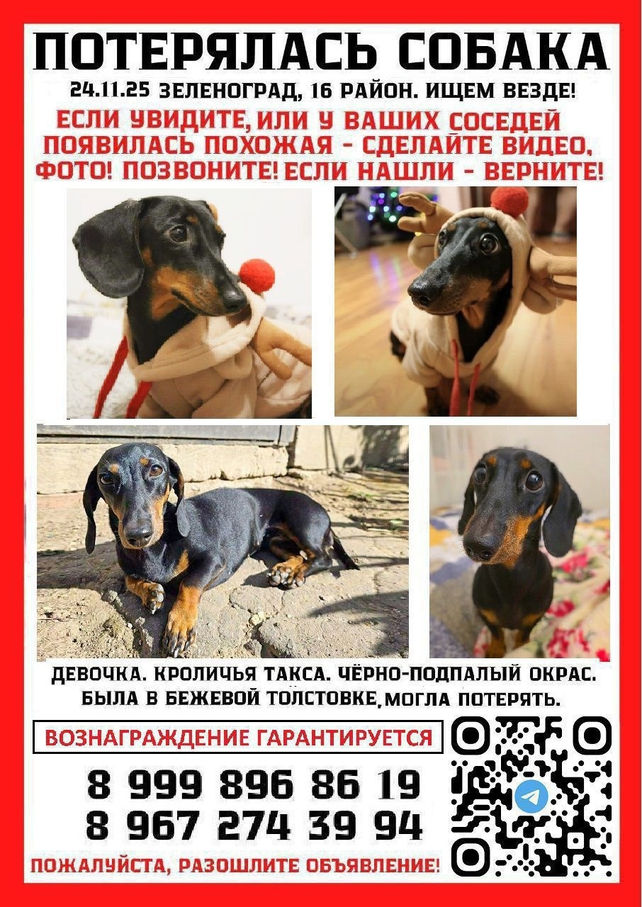 Найдена собака в Зеленограде — фото объявления