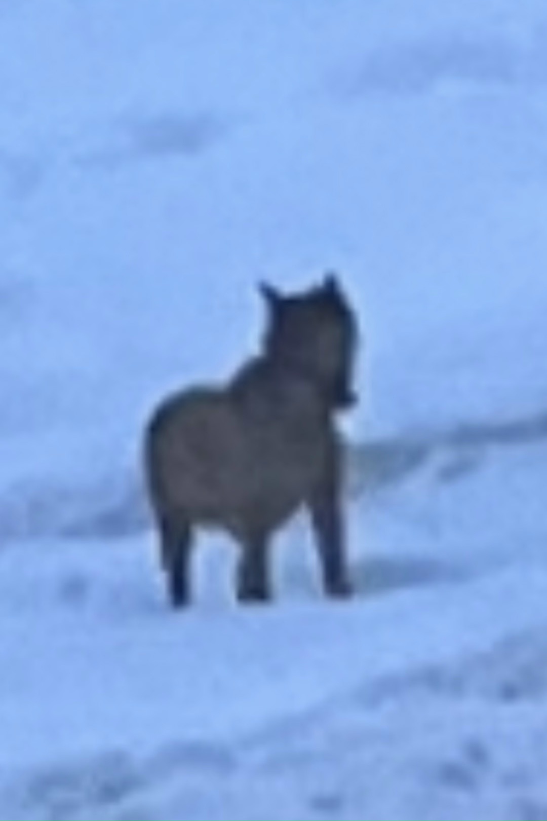 Пропала собака в Зеленограде — фото объявления