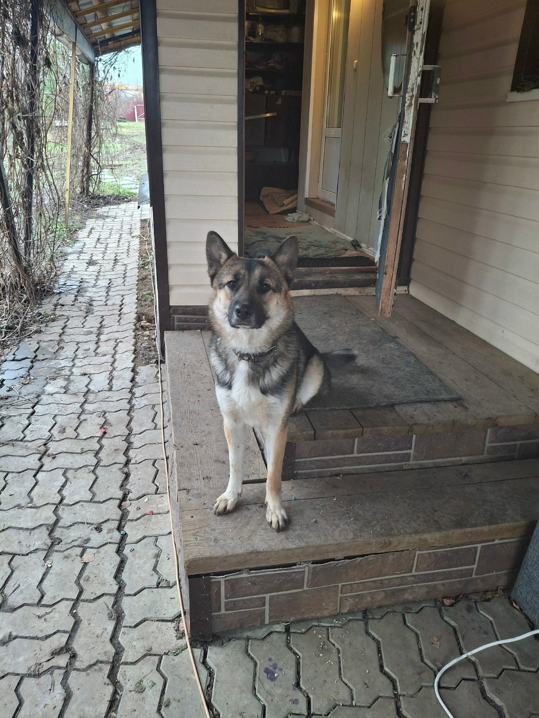 Пропала собака в Зеленограде — фото объявления
