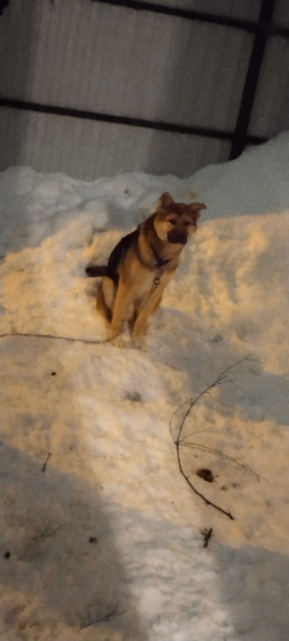 Пропала собака в Зеленограде — фото объявления