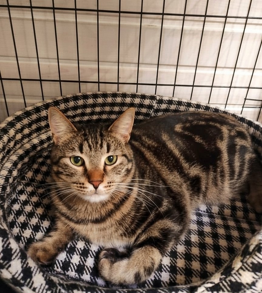 Пропала кошка в Зеленограде — фото объявления