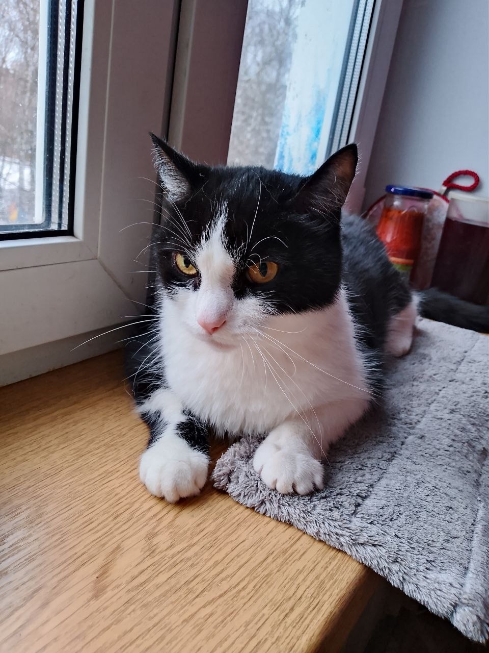 Найдена кошка в Зеленограде — фото объявления