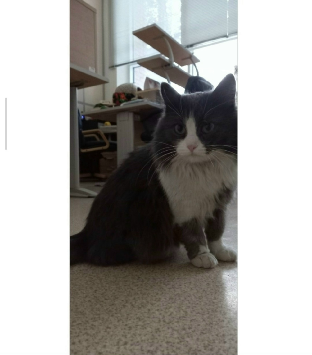 Пропала кошка в Зеленограде — фото объявления