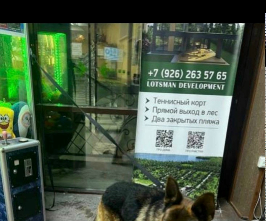 Найдена собака в Зеленограде — фото объявления