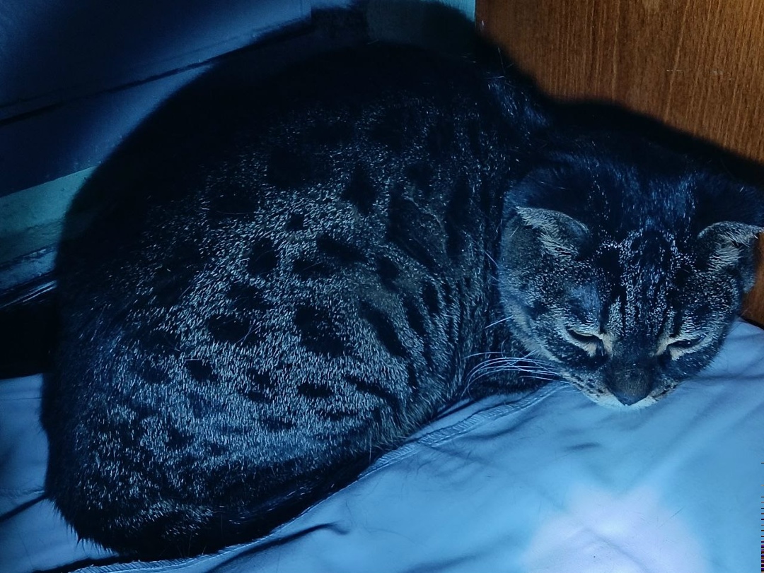 Найдена кошка в Зеленограде — фото объявления