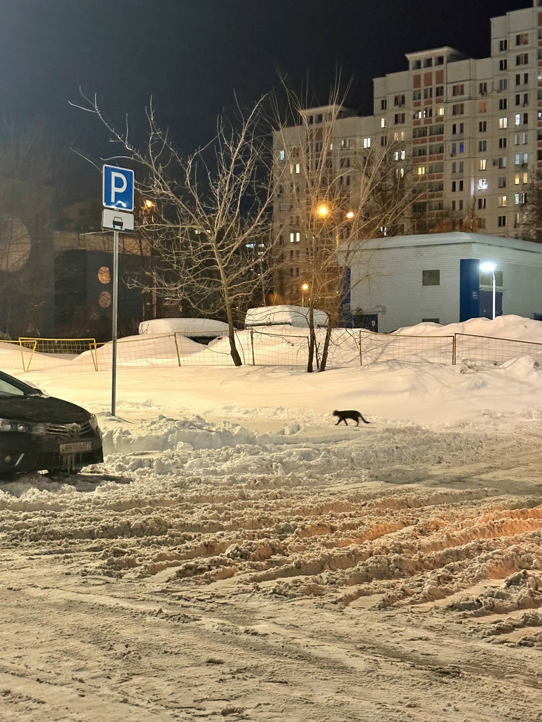 Пропала кошка в Зеленограде — фото объявления