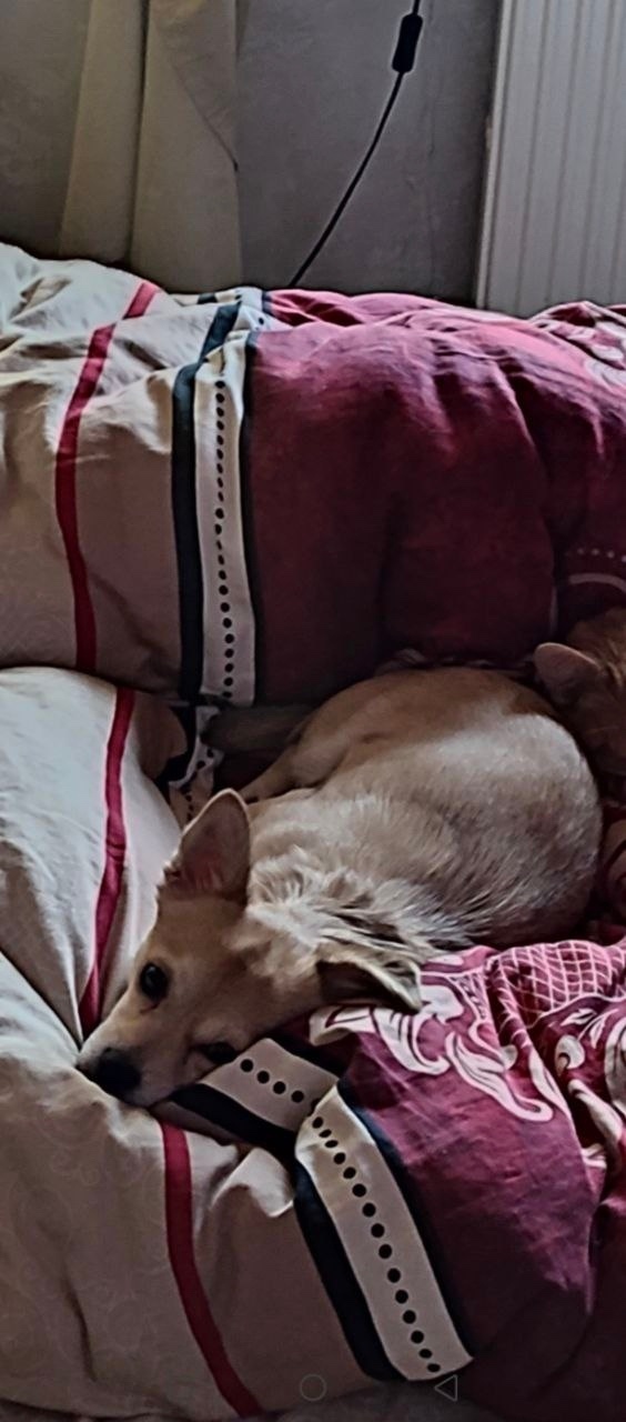 Пропала собака в Зеленограде — фото объявления