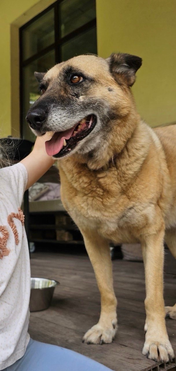 Пропала собака в Зеленограде — фото объявления