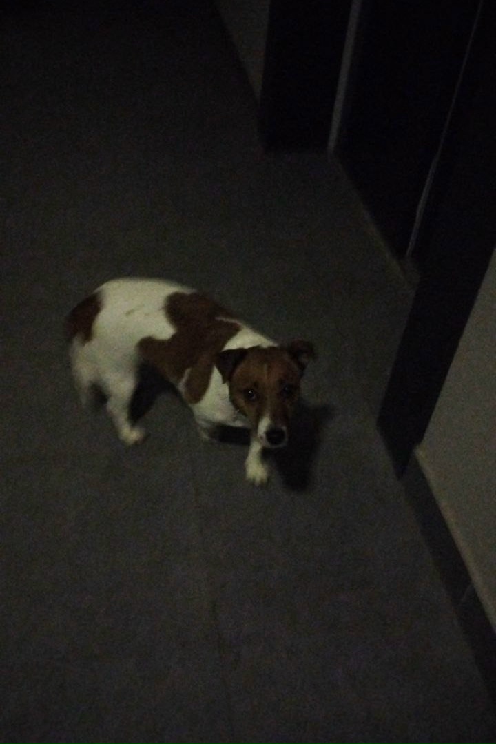 Найдена собака в Зеленограде — фото объявления