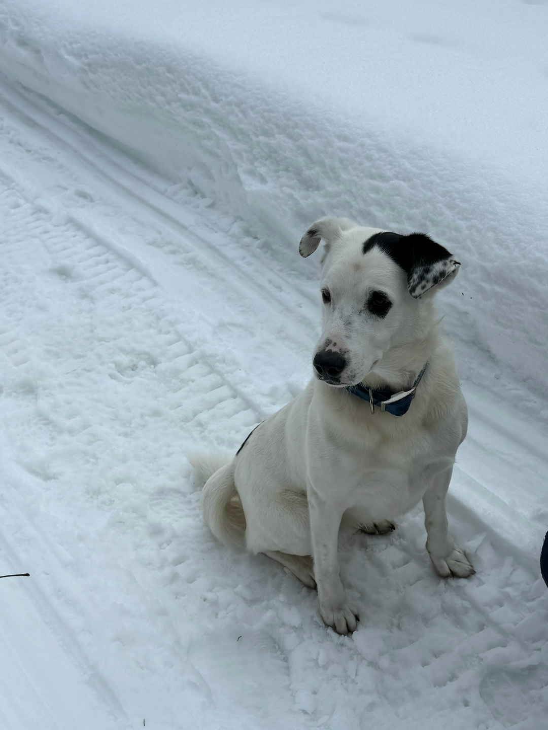 Пропала собака в Зеленограде — фото объявления