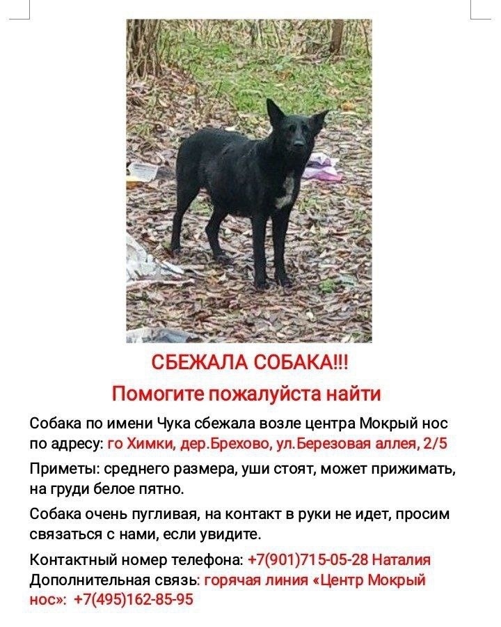 Пропала собака в Зеленограде — фото объявления