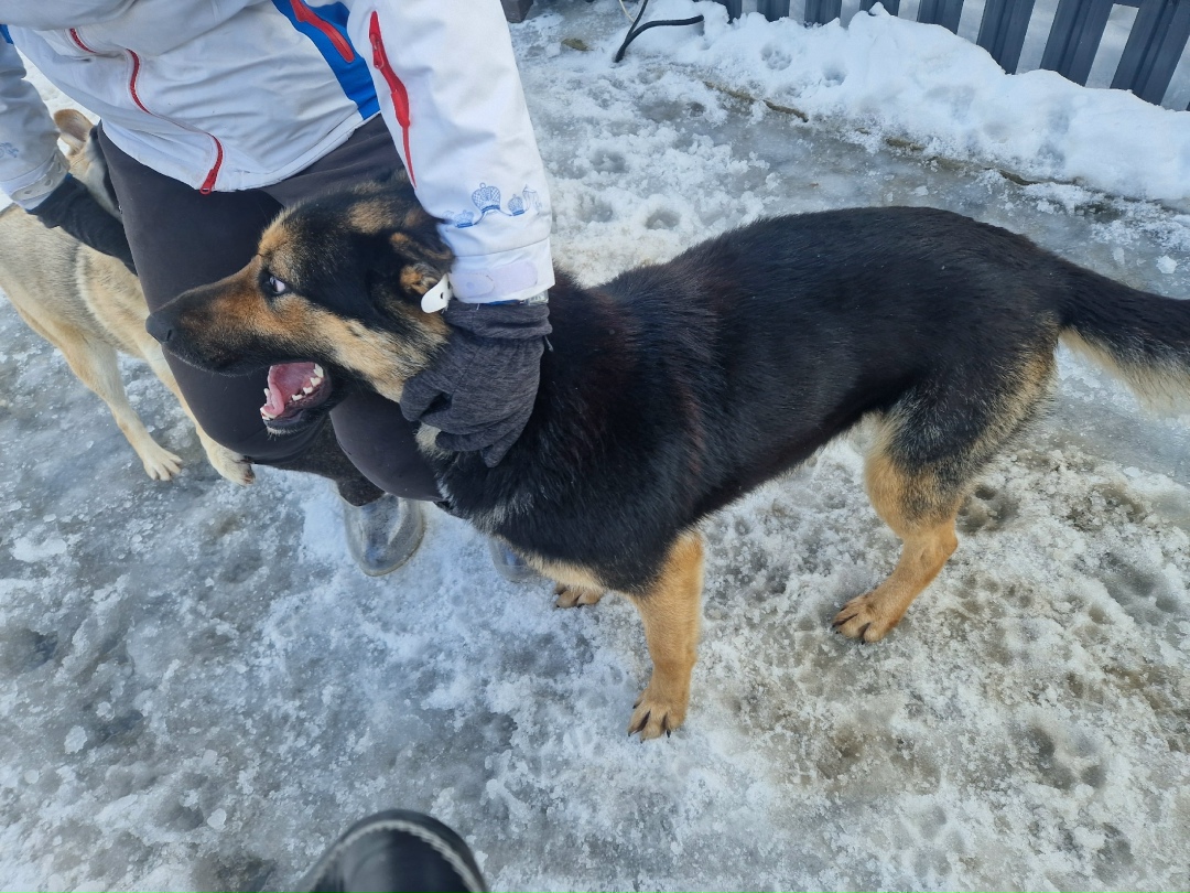 Найдена собака в Зеленограде — фото объявления