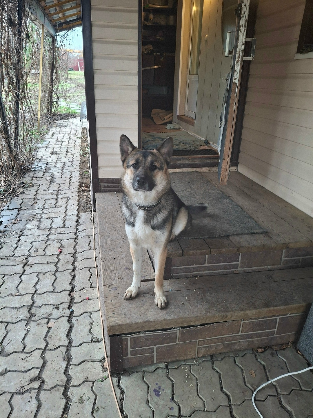Пропала собака в Зеленограде — фото объявления