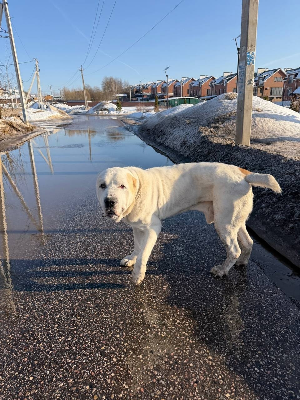 Найдена собака в Зеленограде — фото объявления