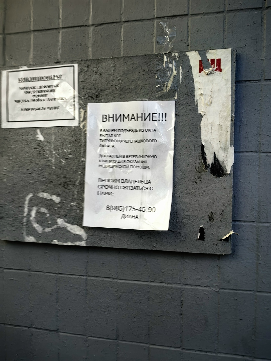 Найдена кошка в Зеленограде — фото объявления