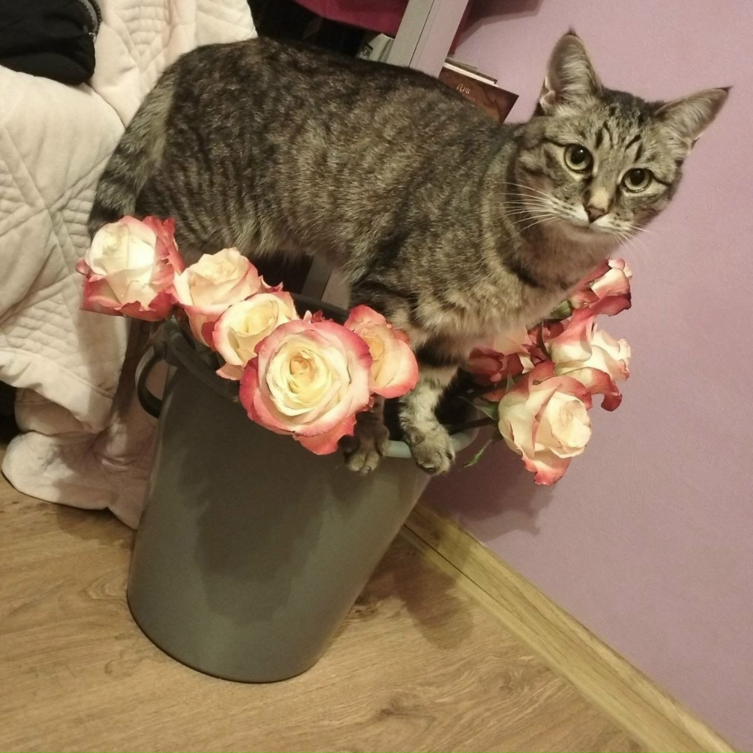 Пропала кошка в Зеленограде — фото объявления