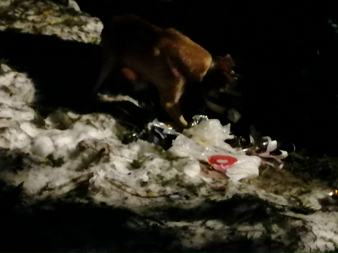 Найдена собака в Зеленограде — фото объявления