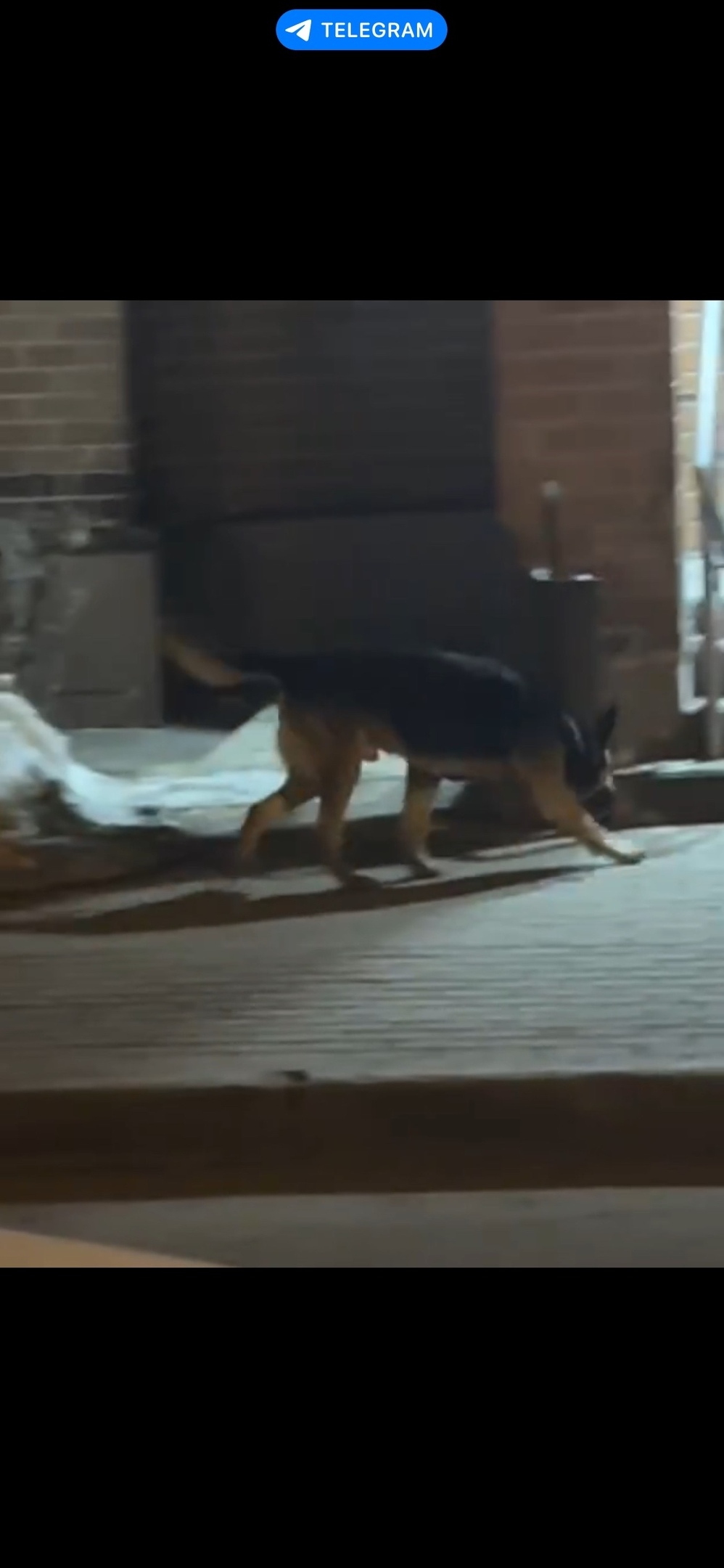 Пропала собака в Зеленограде — фото объявления