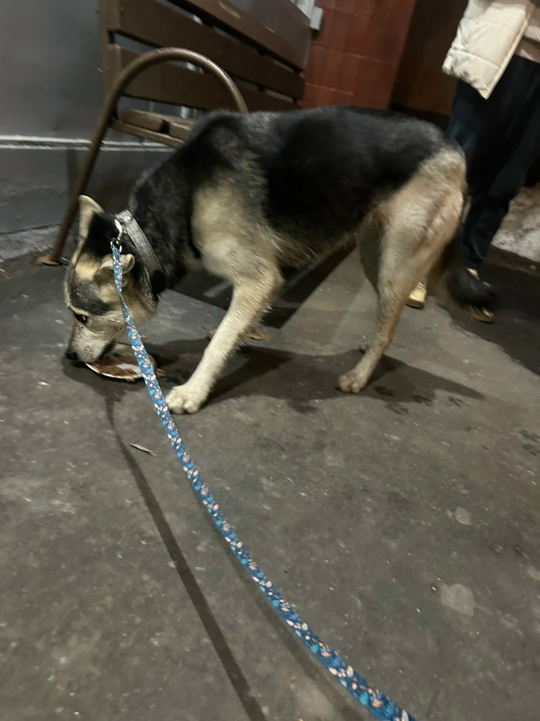 Найдена собака в Зеленограде — фото объявления