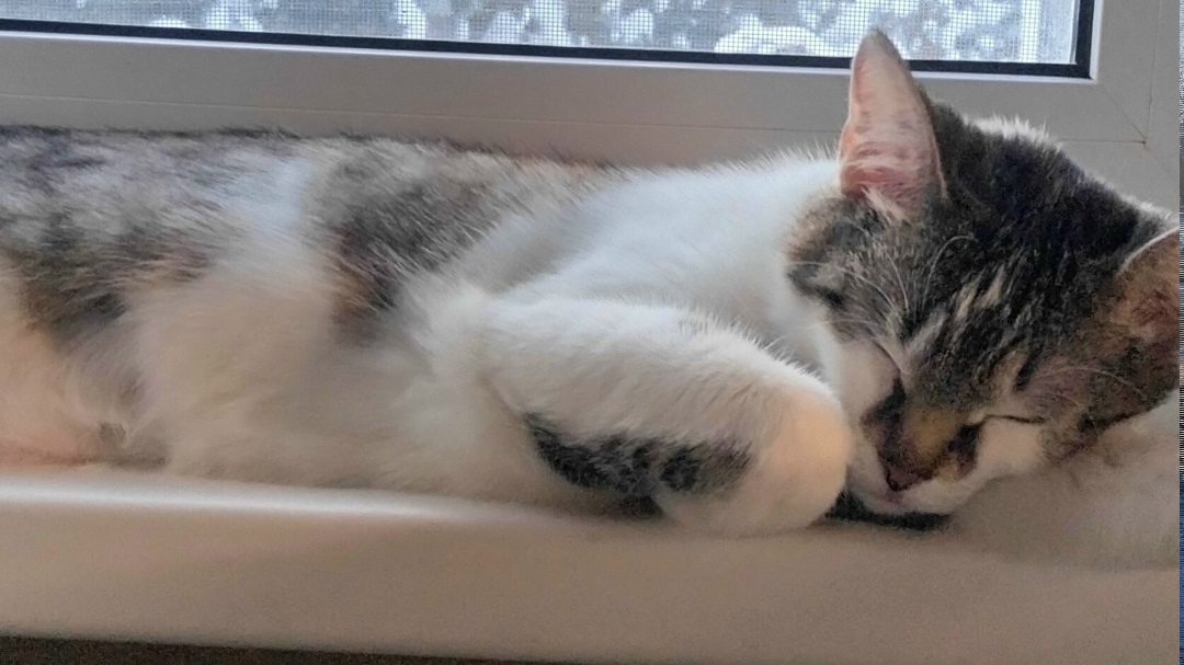 Пропала собака в Зеленограде — фото объявления