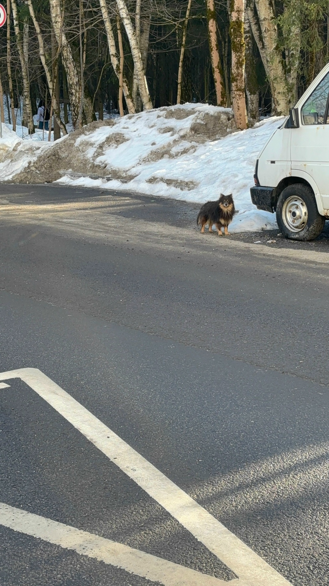 Пропала собака в Зеленограде — фото объявления