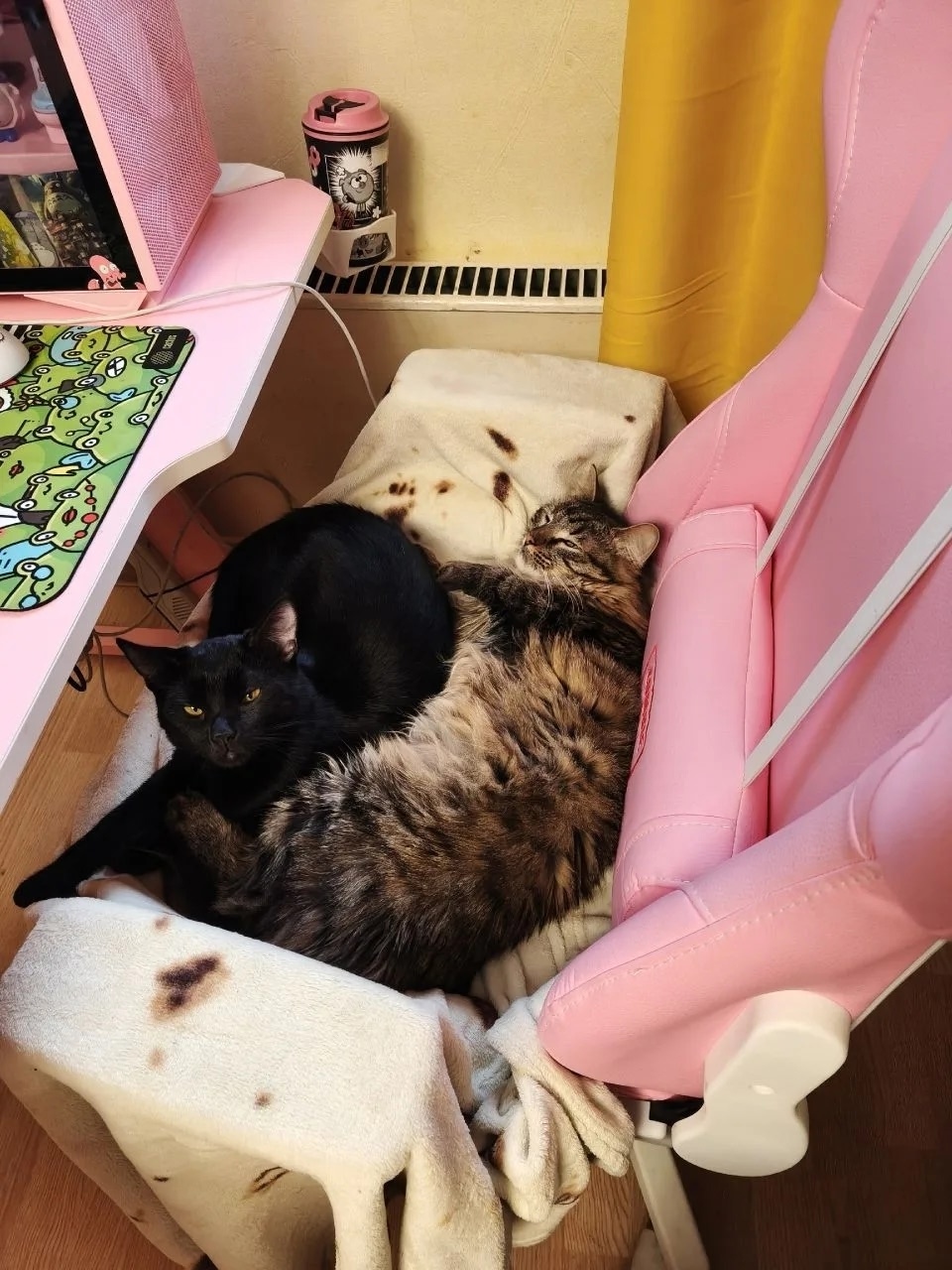 Пропала кошка в Зеленограде — фото объявления