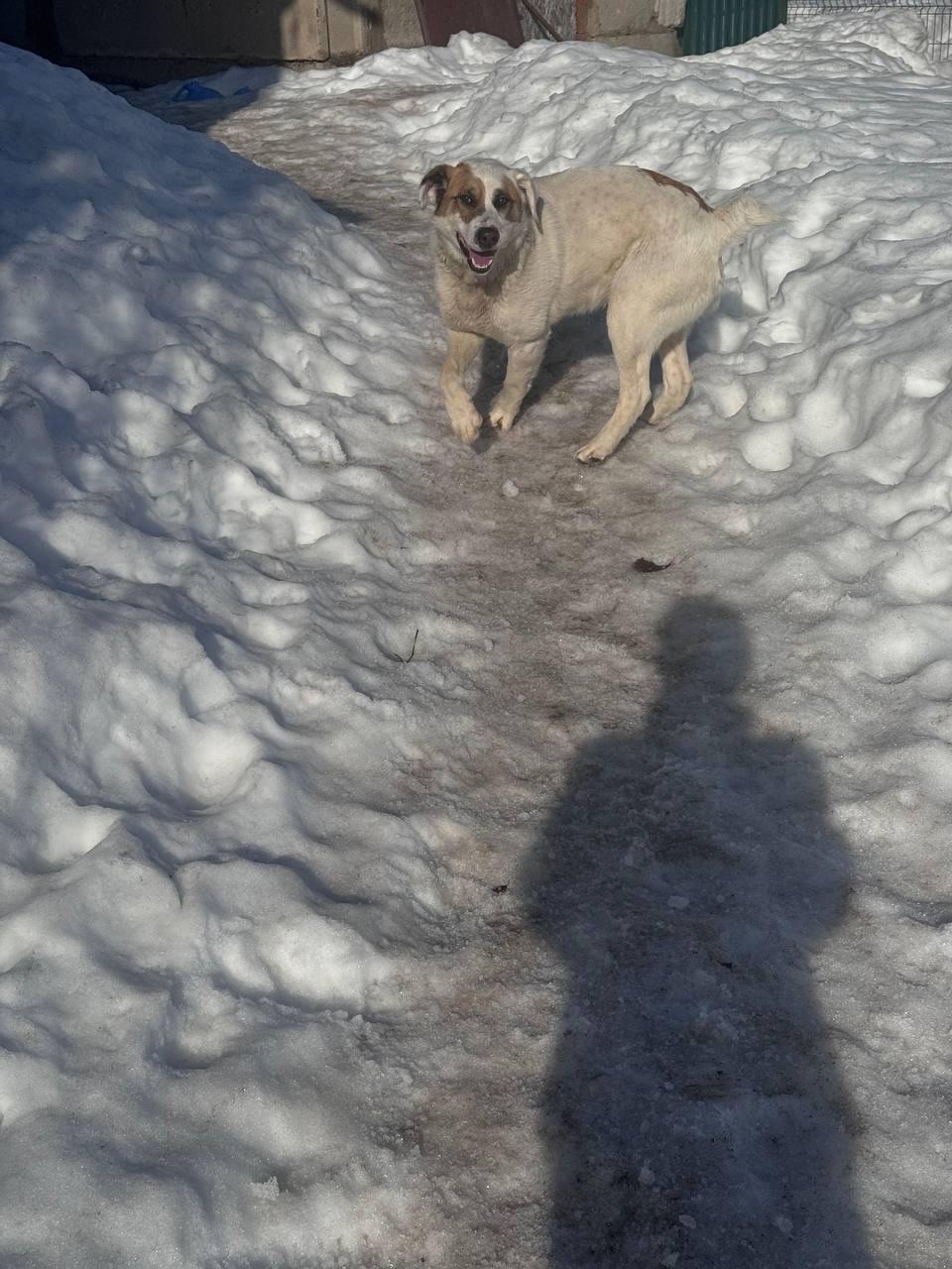 Найдена собака в Зеленограде — фото объявления