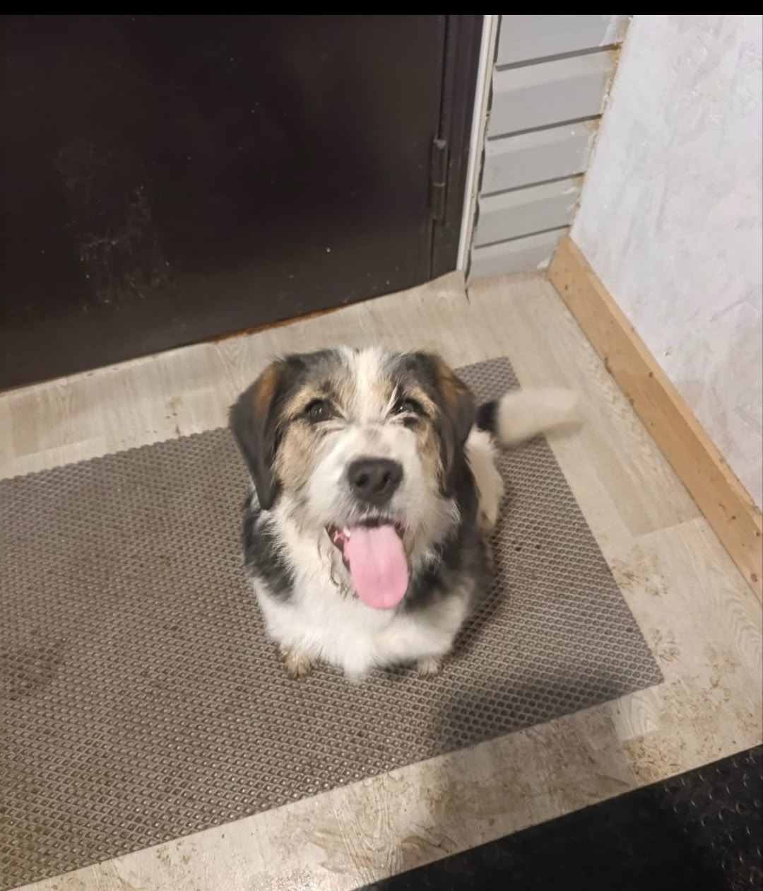 Найдена собака в Зеленограде — фото объявления