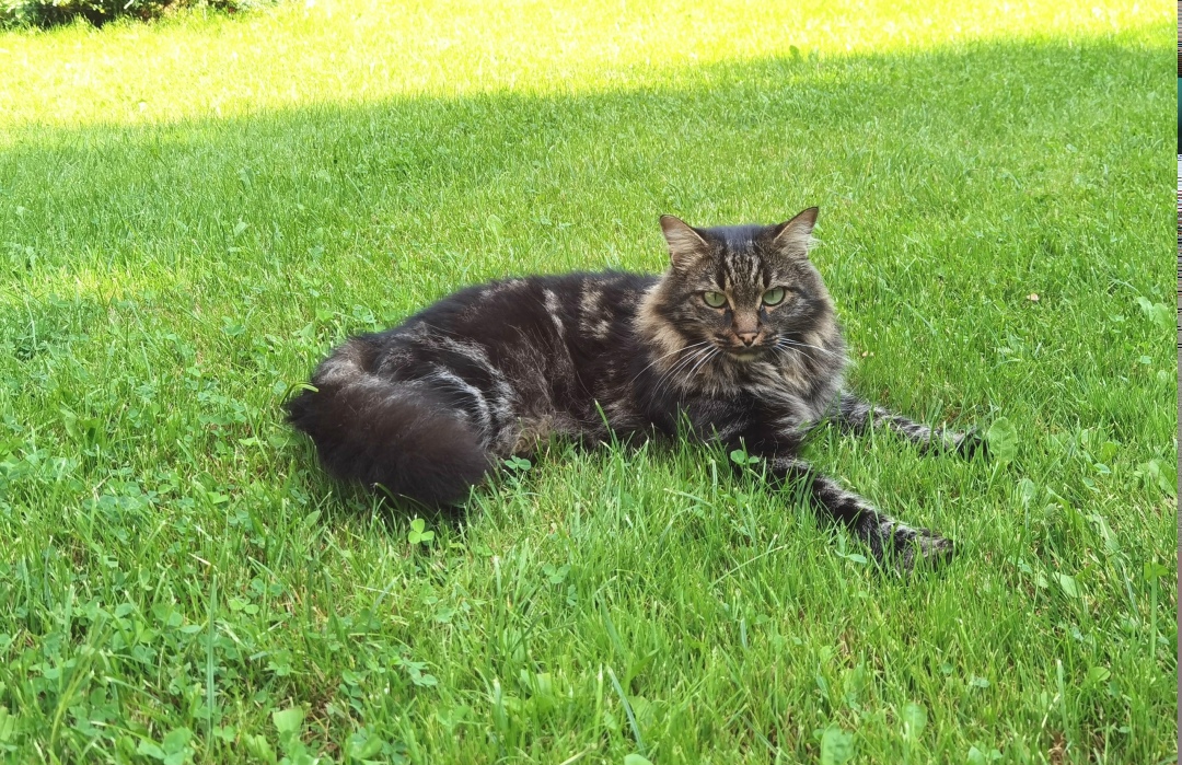 Найдена кошка в Зеленограде — фото объявления