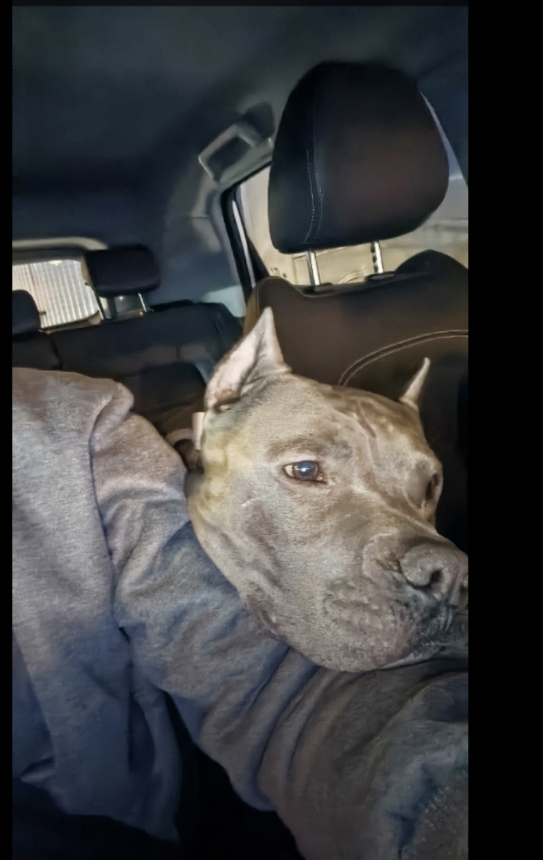 Пропала собака в Зеленограде — фото объявления