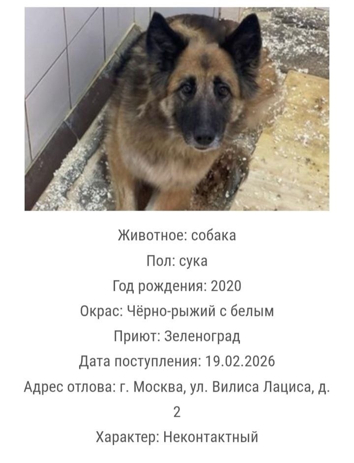 Найдена собака в Зеленограде — фото объявления