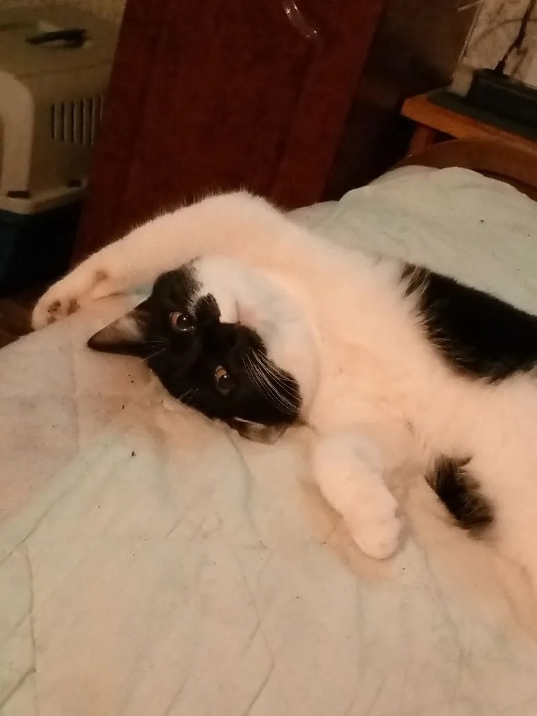 Пропала кошка в Зеленограде — фото объявления