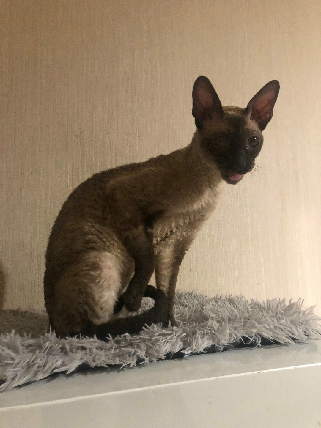 Найдена кошка в Зеленограде — фото объявления