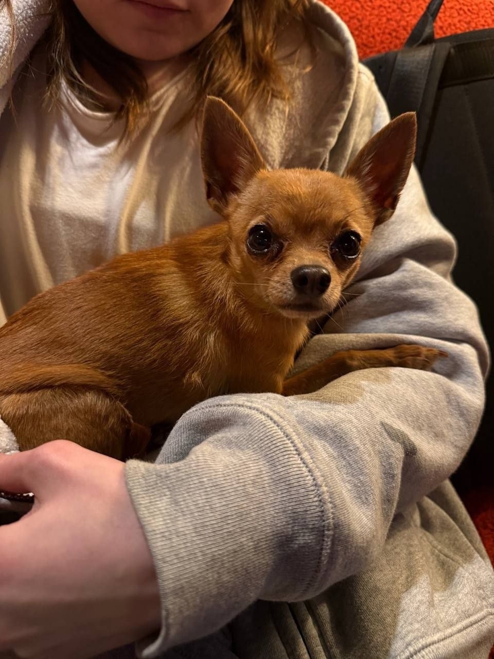 Найдена собака в Зеленограде — фото объявления