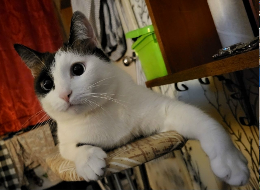 Пропала кошка в Зеленограде — фото объявления