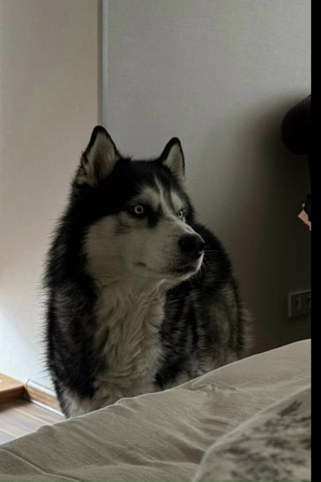 Пропала собака в Зеленограде — фото объявления