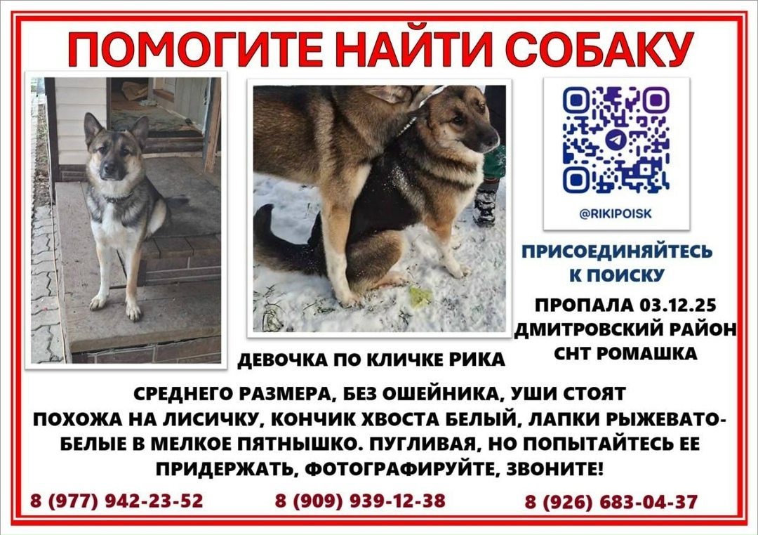 Пропала собака в Зеленограде — фото объявления
