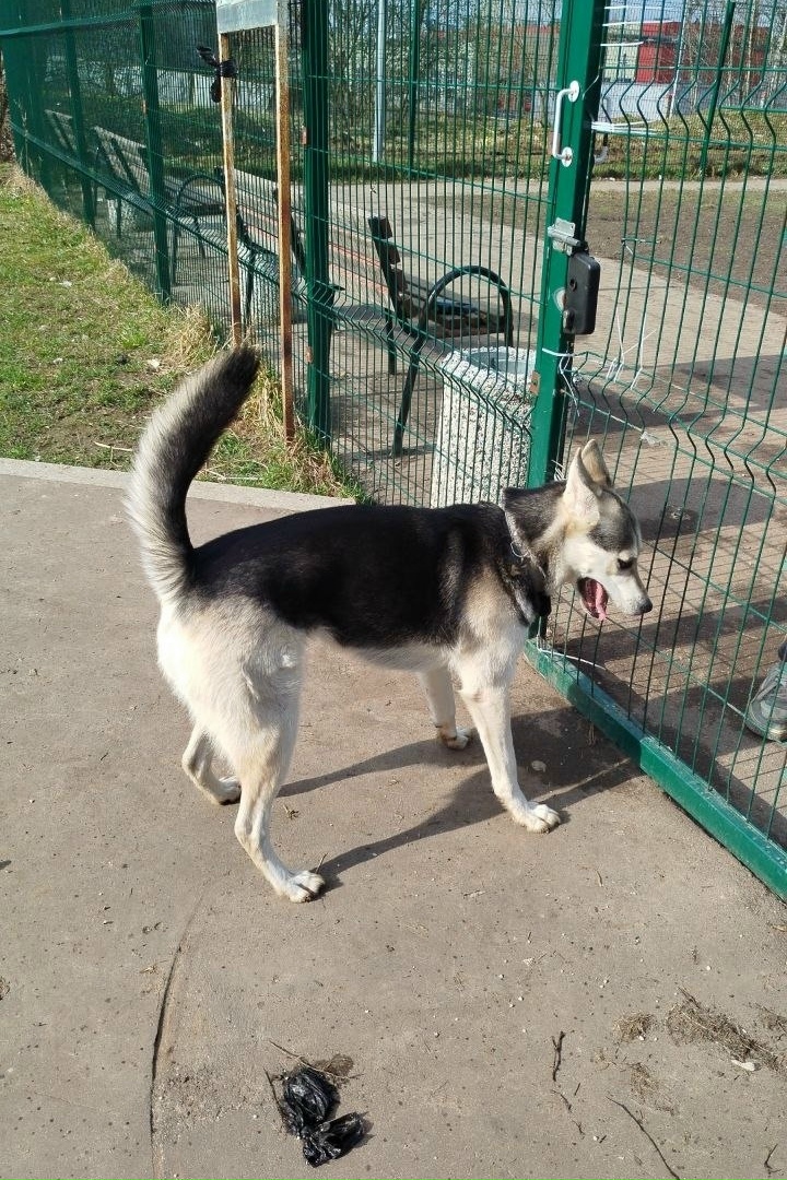 Пропала собака в Зеленограде — фото объявления