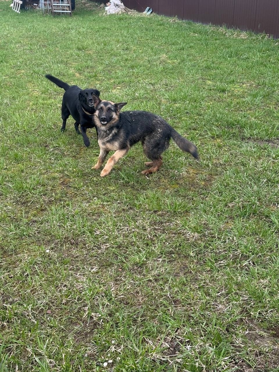 Найдена собака в Зеленограде — фото объявления