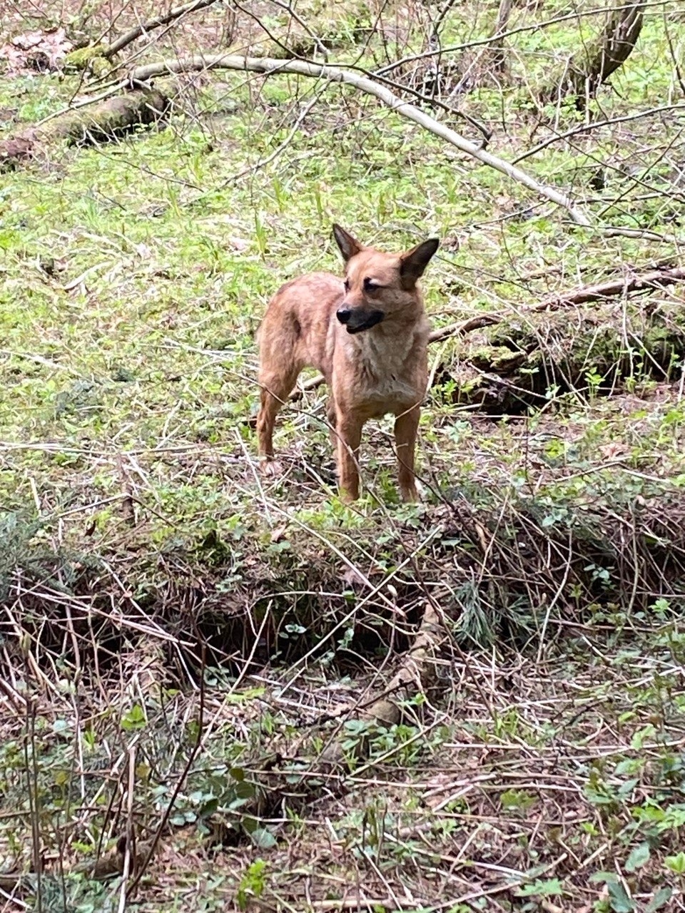 Найдена собака в Зеленограде — фото объявления