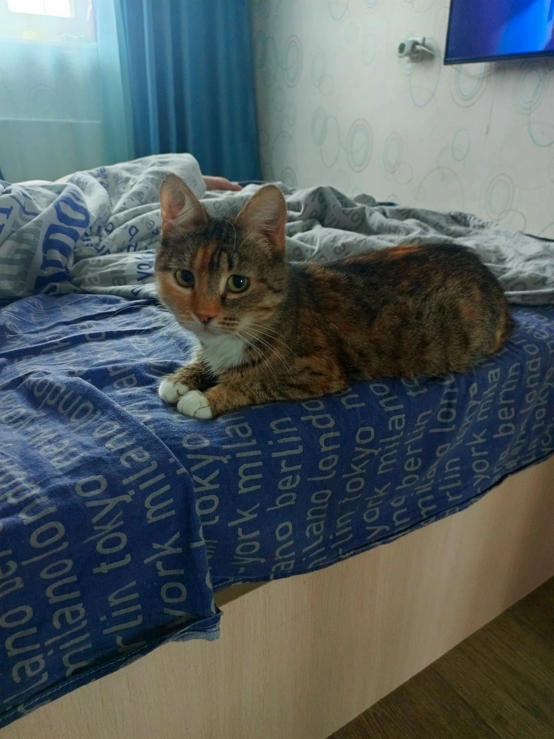 Найдена собака в Зеленограде — фото объявления