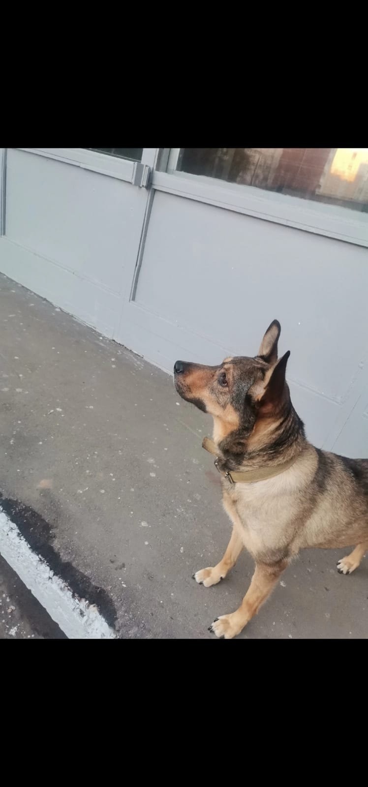 Пропала собака в Зеленограде — фото объявления